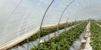 Lushnjë/ Ferma organike e luleshtrydheve, ftesë për të apasionuarit e bujqësisë