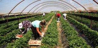 IPARD II/ Ekonomi: Fituam besimin e BE, shtohen sektorët që do mbështeten