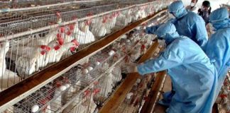 Rreziku nga H5N8/ Shqipëria vendos embargo të shpendëve nga katërmbëdhjetë shtete
