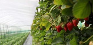 Serrat vertikale të luleshtrydheve/ Me mbështetjen e AZHBR-së, fermerët nisin aplikimin e teknologjisë së re