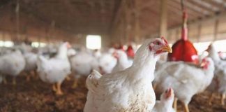 Gripi i shpendëve/ Gjeçi: Situata nën kontroll, njerëzit nuk rrezikojnë të infektohen