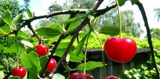 5 përfitimet shëndetësore që mund të merrni nga qershitë