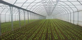 Financim 50% të kostove për plastmasin, zero taksa për inputet / Kote: Rriten çdo vit me 100 ha serrat