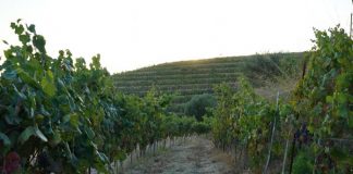 Mbështetja e AZHBR-së për kantinën “Çobo”, cilësi në prodhim dhe ruajtje e traditës