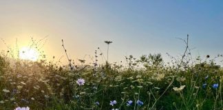 Temperaturat e larta, apeli i Braçes: T’i kthejmë natyrës gjithçka që i kemi marrë