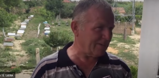 Myzeqari lë bujqësinë për bletët: Fitoj më shumë! Kosherja si staf qeverie, urdhrin e jep mbretëresha