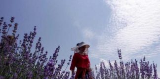 France24: Boom eksportesh bimësh mjekësore nga Shqipëria gjatë pandemisë