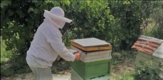 Myzeqari lë bujqësinë për bletët: Fitoj më shumë