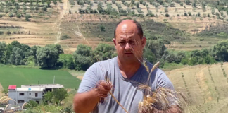 Bujku italian i Vlorës/ Ka marrë 100 hektarë tokë me qira dhe mbjell grurë, elb dhe tërshërë