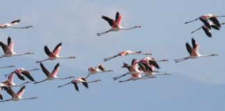 Spektakël ngjyrash në bregdetin e Pishporos, mijëra flamingo popullojnë zonën