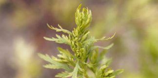 Zbulimi mahnitës: Ja kush është bima medicinale që mund të zhdukë Covid-19