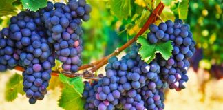 Kombinimi i duhur i frutave që funksionon kundër tensionit të lartë të gjakut