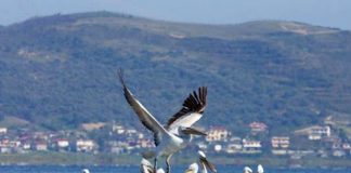 “Washington Post”: Kolonia e pelikanëve në Shqipëri lulëzon gjatë pandemisë