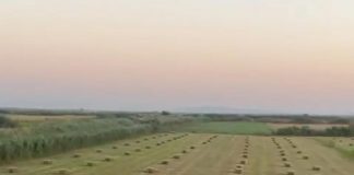 Braçe sjell shembullin e Andit nga Çerma: Dhjetëra hektarë të kultivuara me ushqim për blegtorinë në Tërbuf