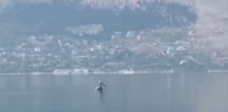 Pelikani kaçurrel shfaqet edhe në Liqenin e Shkodrës