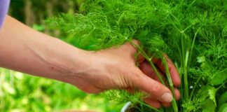 Vlerat befasuese të koprës kundër stresit dhe depresionit