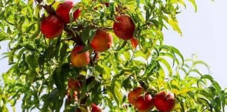 Pemët frutore, nektarina dhe pjeshkët zënë mbi 23% të totalit të prodhimit