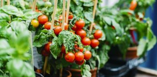 Perimja e së ardhmes që ofrojnë shkencëtarët