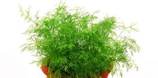 Kjo është erëza që mbron shëndetin tonë