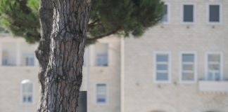 FOTO-LAJM/ Kryebashkiaku Veliaj shkon me biçikletë në Asamblenë e PS