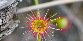 Me çfarë ju ngjason? Fotografi zbulon lulen e rrallë