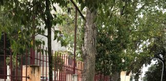 FOTOT/ Nxënësit e shkollave të Tiranës i bashkohen aksionit të Bashkisë në Ditën Botërore të Pastrimit