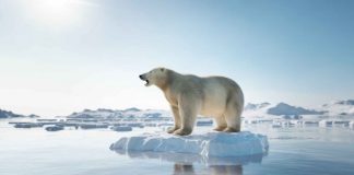 Raporti alarmant: Arktiku po shkrihet