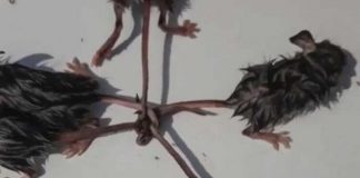 Fundi i botës, çfarë panë fermerët në një arë me shalqinj