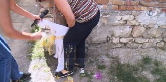 Skandali në “Shtëpinë e të Moshuarve Fier”/ Pezullohen nga puna kuzhinierja dhe pjatalarësja, vidhnin ushqimet e të moshuarve