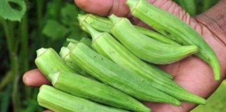 Përfitimet e shumta ushqyese të bamjes