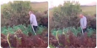 “Si u gdhive?” Policia e kap në flagrancë duke ujitur kanabisin, reagimi epik i të moshuarit