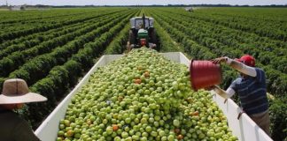 Nga zhvillimi në bujqësi te argroturizmi, plan konkret në 300 ditët e para të mandatit të ri