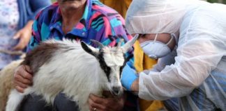 Autoriteti Kombëtar i Veterinarisë hap konkursin, ja çfarë duhet të plotësoni