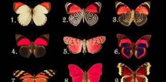 Test psikologjik/ Zgjidh një flutur dhe zbuloni se çfarë mendimesh fsheh ndërgjegjja jote