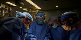 E pabesueshme! Për herë të parë veshka e derrit transplantohet te njeriu