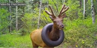 I nxorën gomën nga qafa duke i prerë brirët/ Dreri i pafat ‘ngel beqar’