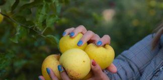 ‘Festa e Mollës’ në Korçë, tradita e veçantë e vjeshtës