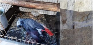 Sulmohet me armë familja Bua në Dhërmi/ Vritet papagalli në oborr