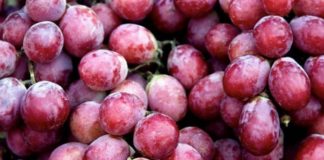 Vlerat shëndetësore të rrushit të kuq kundër plakjes së parakohshme