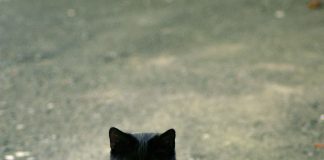 Dita e “maces së zezë”, kuriozitet dhe supersticione për t’u rrëzuar