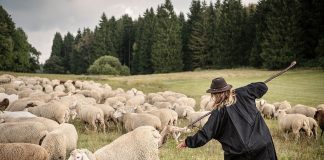 Nga Alpet e Zvicrës në programet e Ivy League në SHBA, shkollat e barinjve aspak risi për vendet e zhvilluara