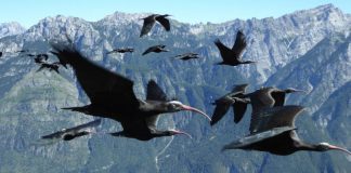 Kojliku Qeros/ Specia e rrallë shfaqet në Shqipëri pas më shumë se 400 vitesh mungesë