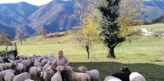 The Guardian: Ja si në Spanjë po ngrihet shkollë për barinj (për gratë dhe vajzat)