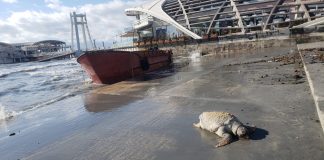 Specie e rrallë dhe në rrezik zhdukjeje/ Dallgët nxjerrin në breg breshkën oqeanike