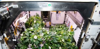 NASA kultivoi specat e parë në hapësirë