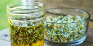 Njihuni me kurën me vaj ulliri dhe lule kamomili për pastrimin e gjakut