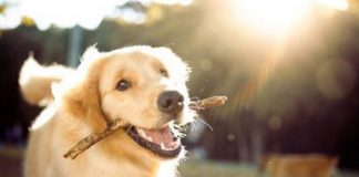 5 kafshët që ndryshuan njerëzimin përgjithmonë