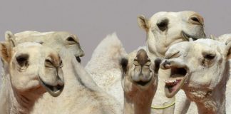 E paparë/ Devetë përjashtohen nga konkursi i bukurisë për botoks dhe silikon