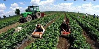 INSTAT: 46.6% e të punësuarve në bujqësi e peshkim