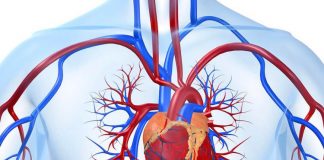 Tensioni i lartë para moshës 40 rrit rrezikun e problemeve të zemrës dhe trurit